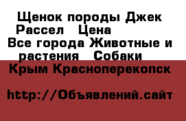 Щенок породы Джек Рассел › Цена ­ 45 000 - Все города Животные и растения » Собаки   . Крым,Красноперекопск